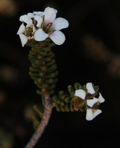 Acmadenia teretifolia (Acmadenia teretifolia)