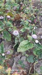 Acmella alba (Acmella alba)