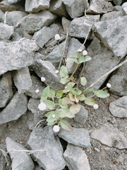 Acmella alba (Acmella alba)