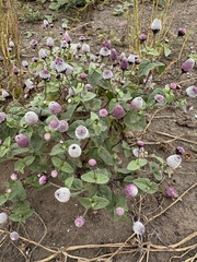 Acmella alba (Acmella alba)