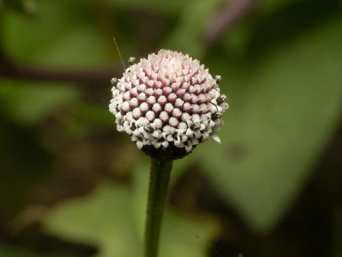 Acmella alba (Acmella alba)
