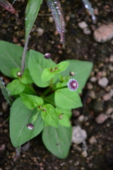 Acmella alba (Acmella alba)