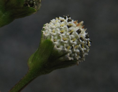 Acmella alba (Acmella alba)