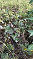 Acmella alba (Acmella alba)
