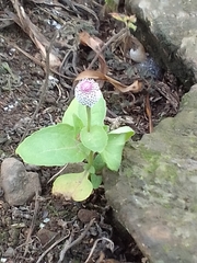 Acmella alba (Acmella alba)