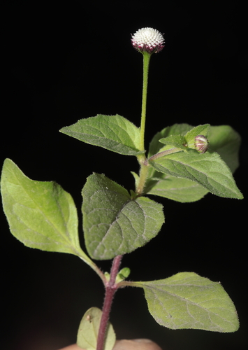 Acmella alba (Acmella alba)