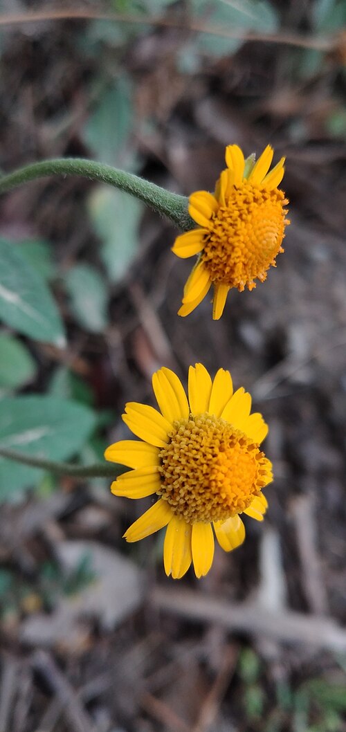 Acmella alpestris: Acmella alpestris. Species of plant.