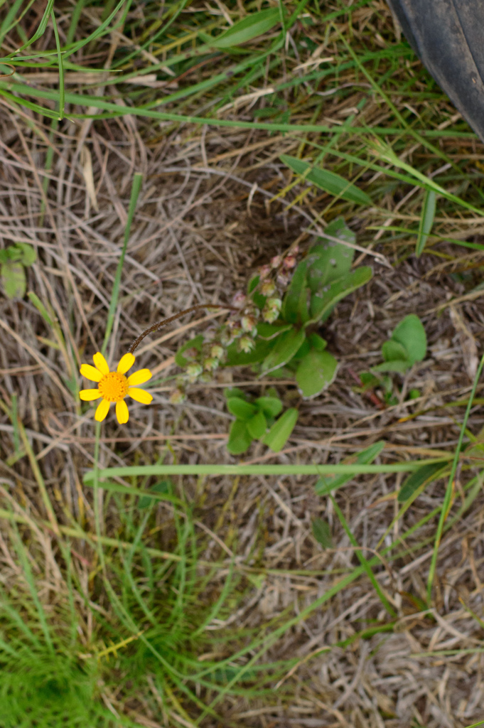 Acmella bellidioides (Acmella bellidioides)