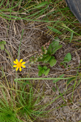Acmella bellidioides (Acmella bellidioides)
