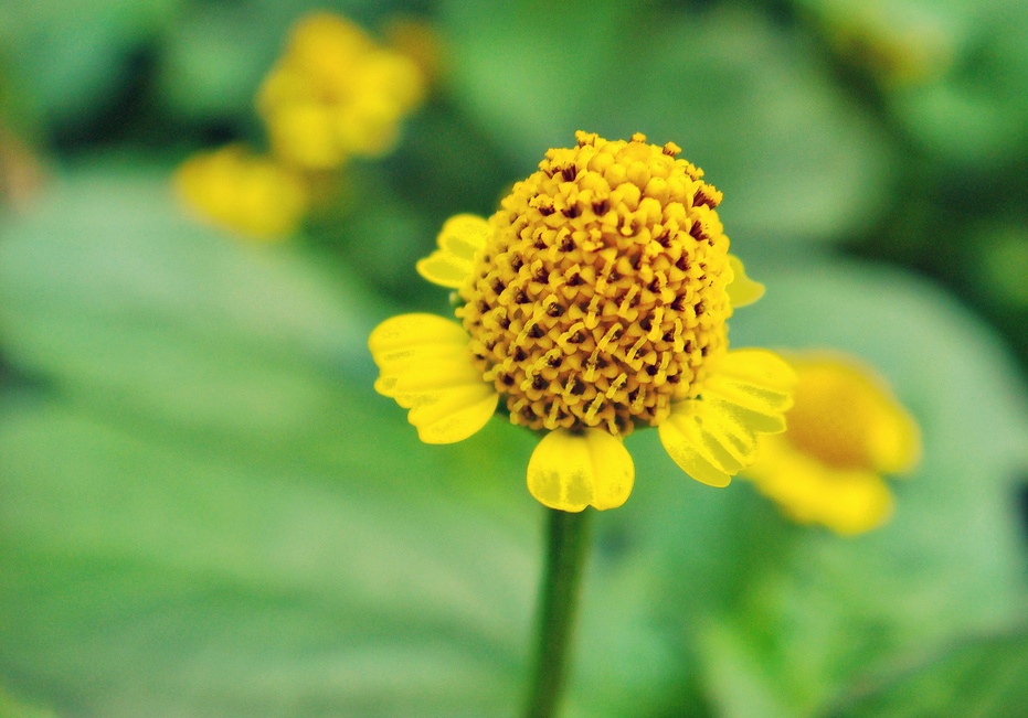 Acmella calva: Spilanthes acmella var. calva