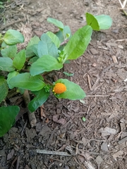 Acmella caulirhiza (Acmella caulirhiza)