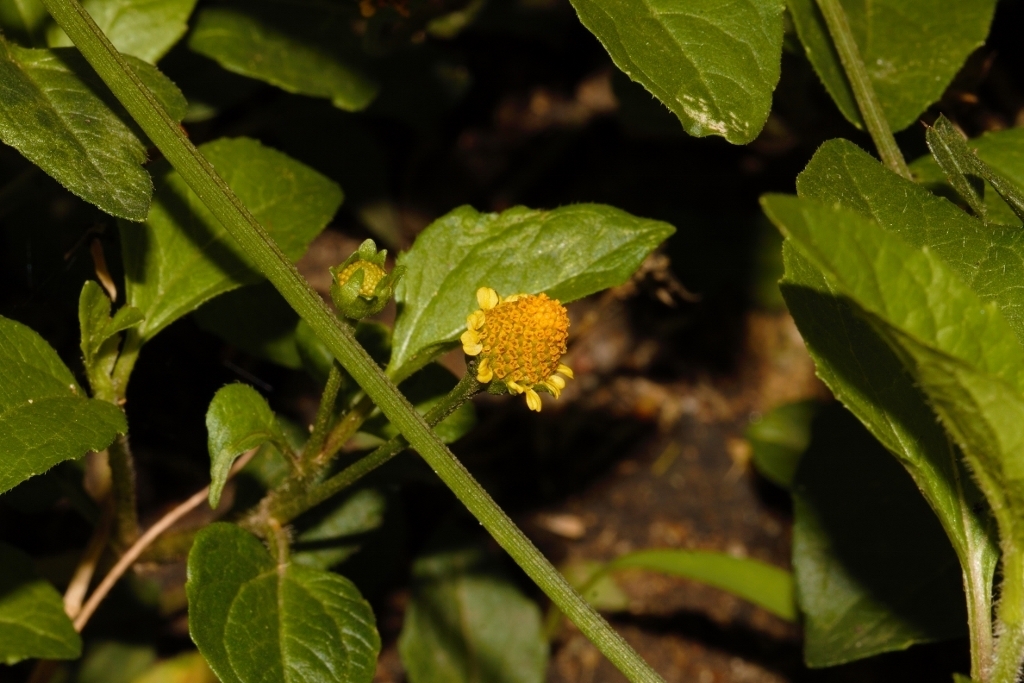 Acmella caulirhiza (Acmella caulirhiza)