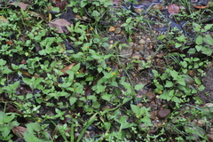Acmella caulirhiza (Acmella caulirhiza)