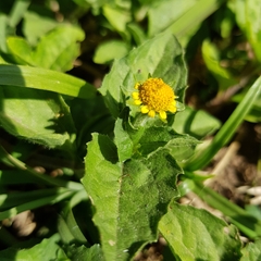 Acmella caulirhiza (Acmella caulirhiza)