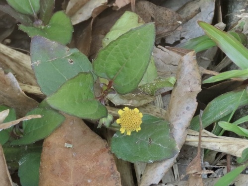 Acmella ciliata (Acmella ciliata)