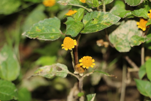 Acmella ciliata (Acmella ciliata)