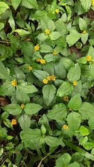 Acmella ciliata (Acmella ciliata)
