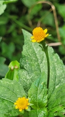 Acmella ciliata (Acmella ciliata)