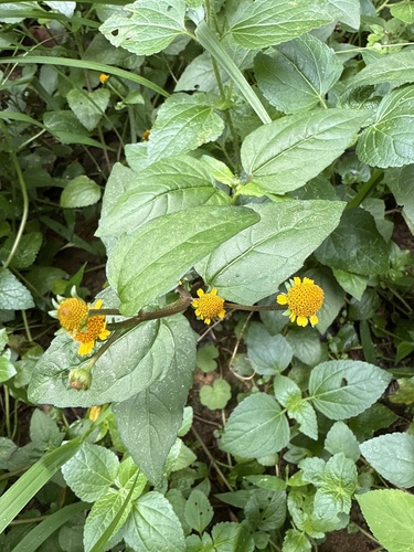Acmella ciliata (Acmella ciliata)