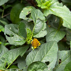 Acmella ciliata (Acmella ciliata)