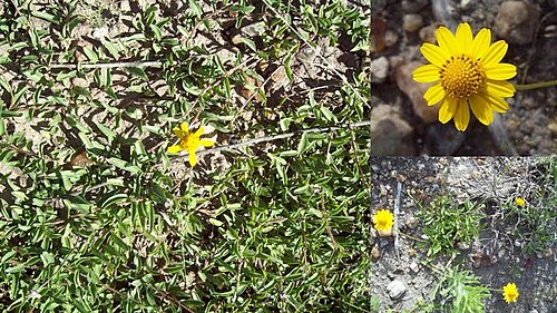 Creeping spotflower: Acmella decumbens var. decumbens. Asteraceae. Fotos tomadas al margen del Río Negro en suelo pedregoso cercano a la Represa Constitución departamento de Río Neg