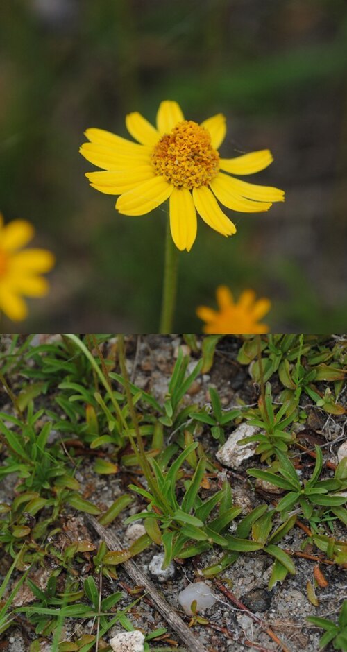Creeping spotflower: Acmella decumbens var. decumbens. Asteraceae. Fotos tomadas al margen del Río Negro en suelo pedregoso cercano a la Represa Constitución departamento de Río Neg