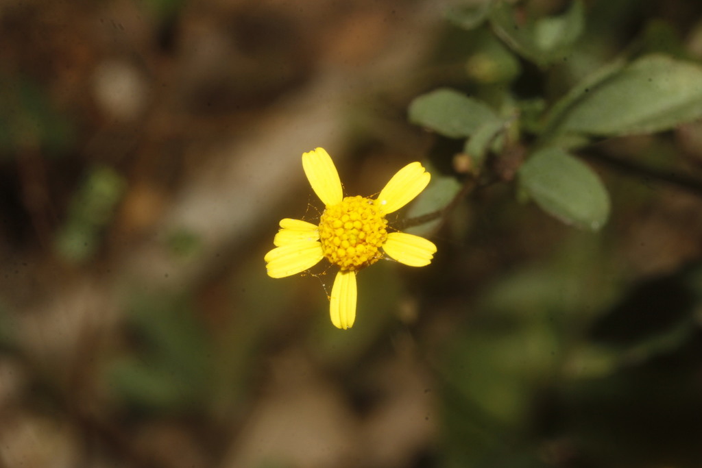 Acmella filipes (Acmella filipes)