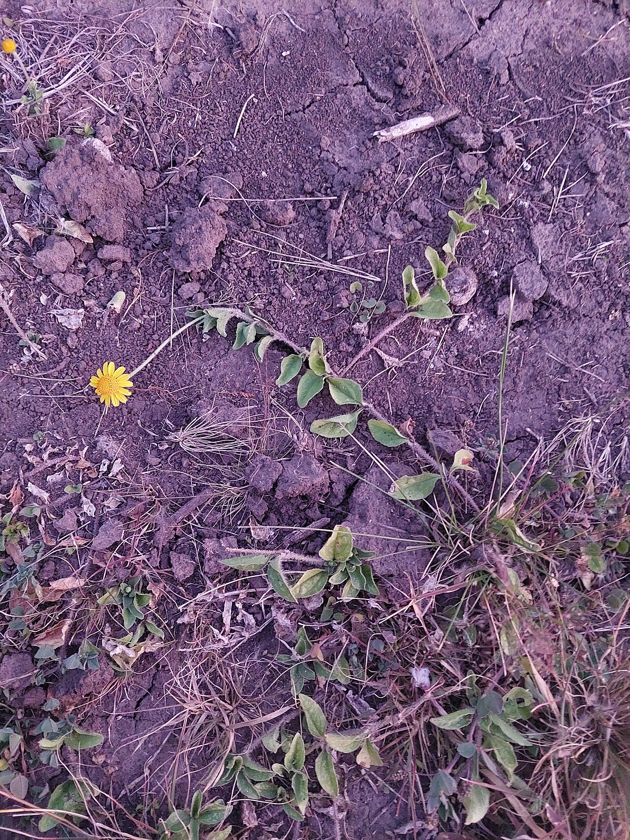 Acmella grisea: Acmella grisea. Species of plant.