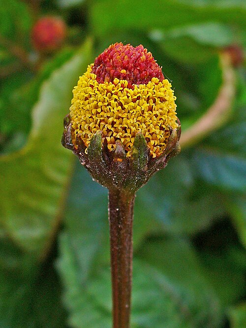 Jambu: Acmella oleracea , Asteraceae, Toothache Plant, Paracress, inflorescence.