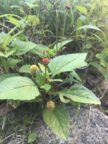 Jambu (Acmella oleracea)