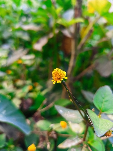 Jambu (Acmella oleracea)