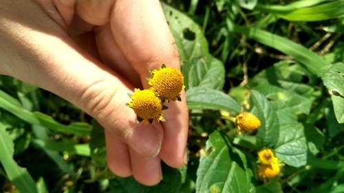 Jambu (Acmella oleracea)