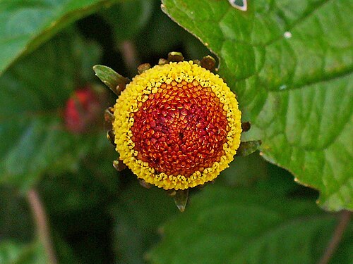 Jambu: Acmella oleracea , Asteraceae, Toothache Plant, Paracress, inflorescence.