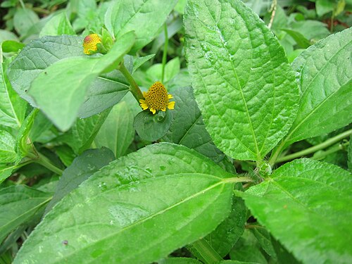 Jambu: Acmella Oleracea - പല്ലുവേദനചെടി പല്ലുവേദന വരുമ്പോൾ ഇതിന്റെ പൂവെടുത്ത് ചവച്ചുപിടിച്ചാൽ ശമനം ലഭിക്കുന്നതുകൊണ്ടാണിതിനെ പല്ലുവേദനചെടിയെന്ന് വിളിക്കുന്നത്...