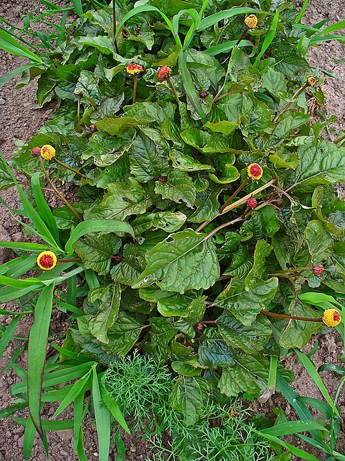 Jambu: Acmella oleracea , Asteraceae, Toothache Plant, Paracress, habitus.