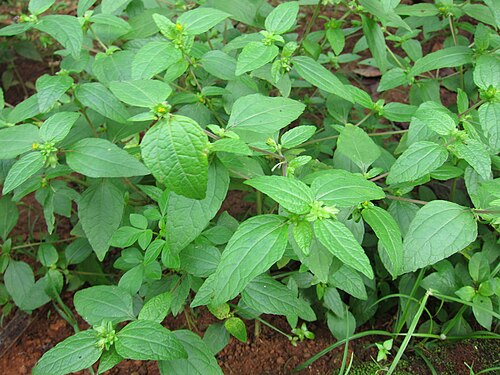 Jambu: Acmella Oleracea - പല്ലുവേദനചെടി പല്ലുവേദന വരുമ്പോൾ ഇതിന്റെ പൂവെടുത്ത് ചവച്ചുപിടിച്ചാൽ ശമനം ലഭിക്കുന്നതുകൊണ്ടാണിതിനെ പല്ലുവേദനചെടിയെന്ന് വിളിക്കുന്നത്...