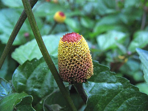 Jambu (Acmella oleracea)