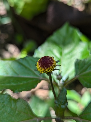 Jambu (Acmella oleracea)