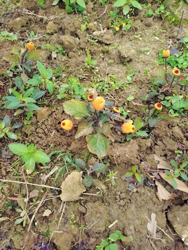 Jambu (Acmella oleracea)