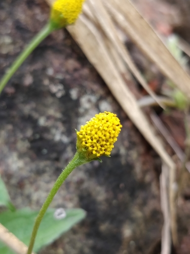 Panicled spot flower (Acmella paniculata)