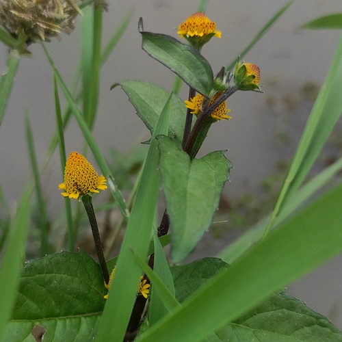 Panicled spot flower (Acmella paniculata)