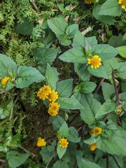 Panicled spot flower (Acmella paniculata)