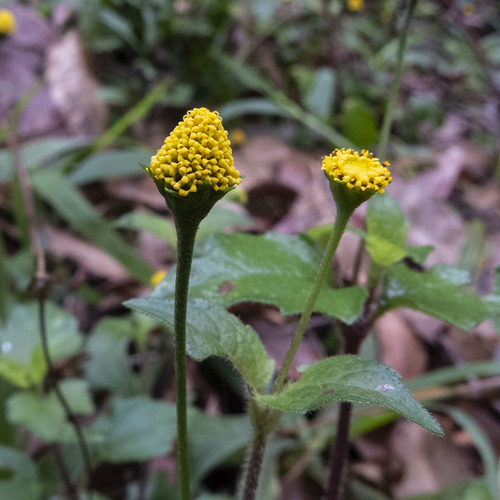 Panicled spot flower (Acmella paniculata)