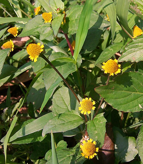 Panicled spot flower: Acmella paniculata herb. Darmaga, Bogor, West Java .