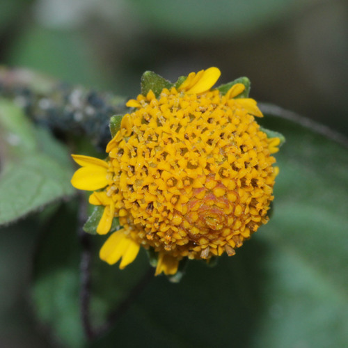 Panicled spot flower (Acmella paniculata)