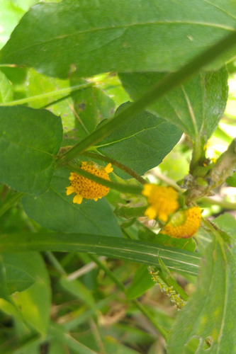 Panicled spot flower (Acmella paniculata)