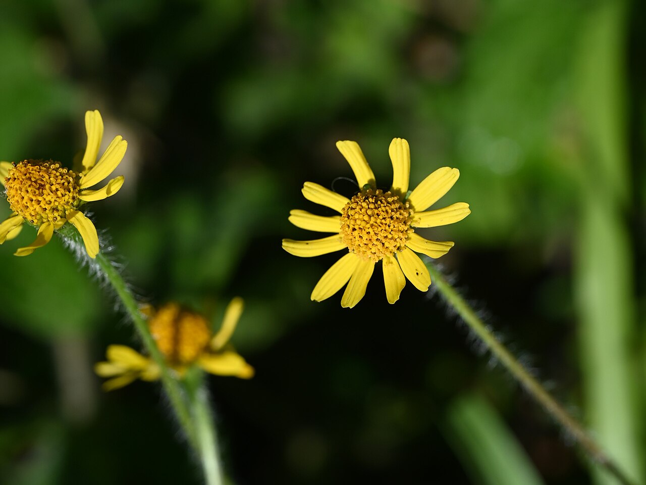 Hairy spotflower: Acmella pilosa in Matheson Hammock County Park in Miami, Florida, USA