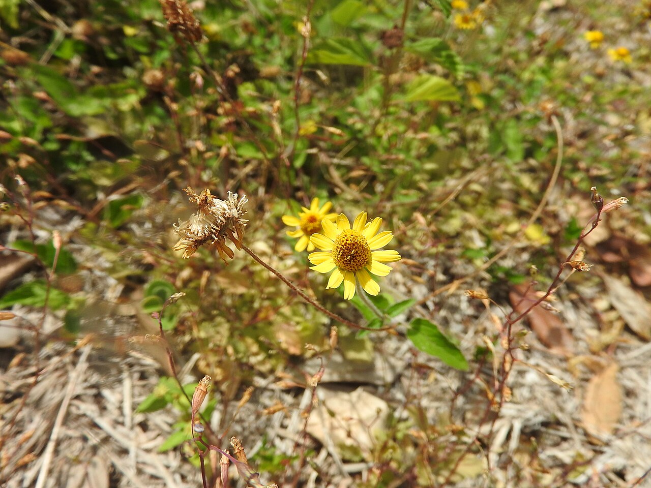 Hairy spotflower: Photo of Hairy Spotflower uploaded from iNaturalist .
