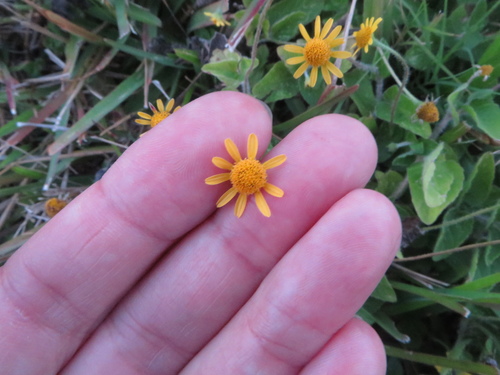 Hairy spotflower (Acmella pilosa)