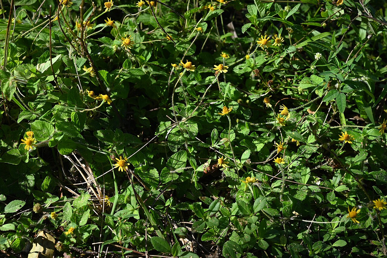 Hairy spotflower: Acmella pilosa in Matheson Hammock County Park in Miami, Florida, USA